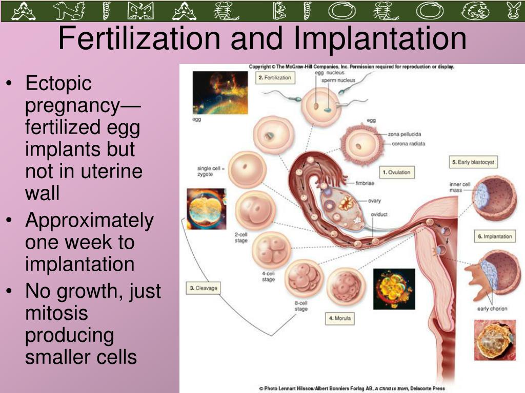 Implantation promotes orgasm