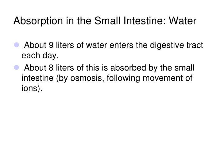 does the large intestine absorb water does the large intestine absorb water