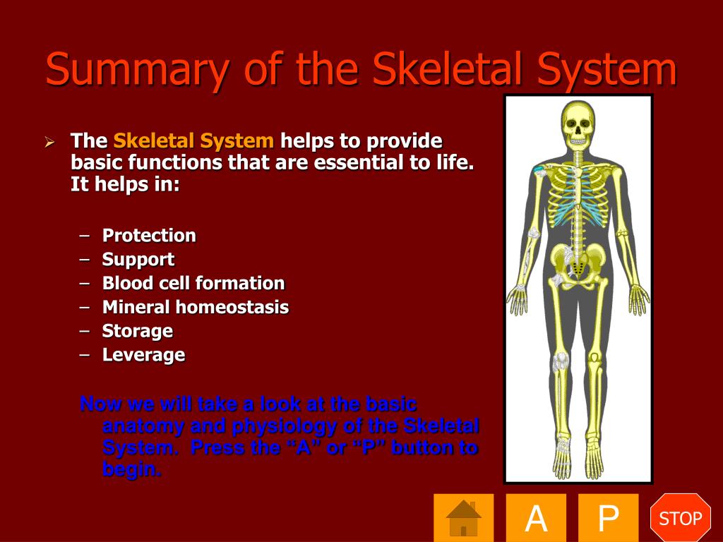 Ppt Anatomy And Physiology Of The Human Body The Skeletal System