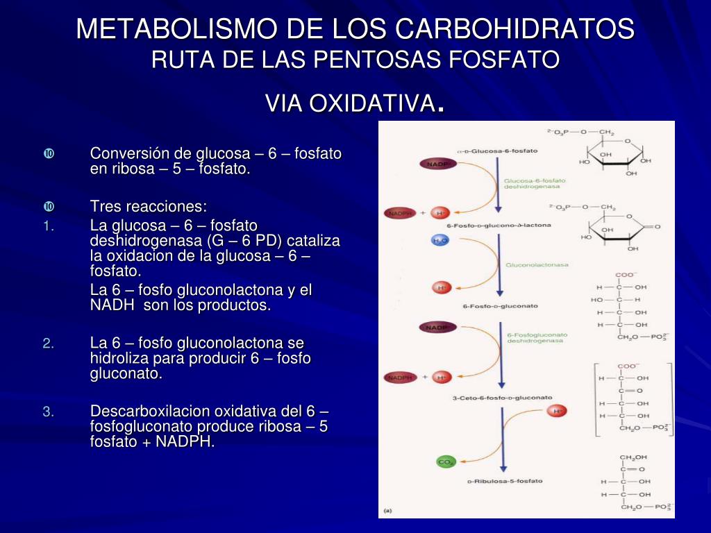 Y esquema metabolismo celular