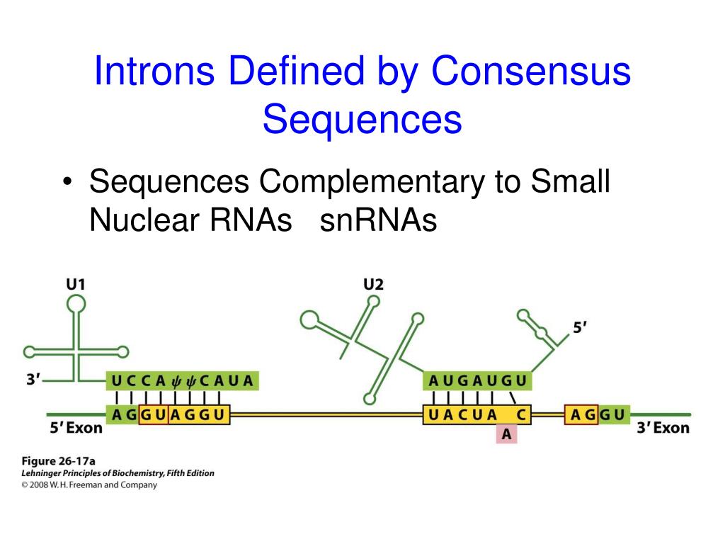 consensus splice site