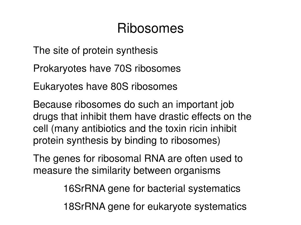 What job does the ribosome have