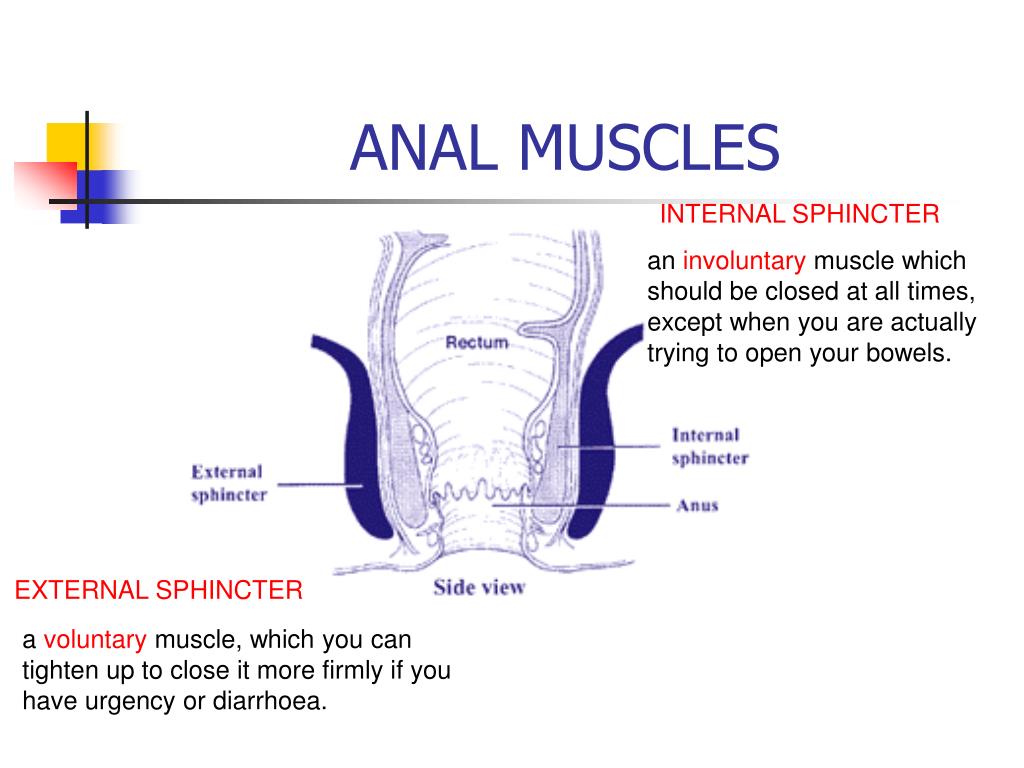 Function Of Anal Canal 75