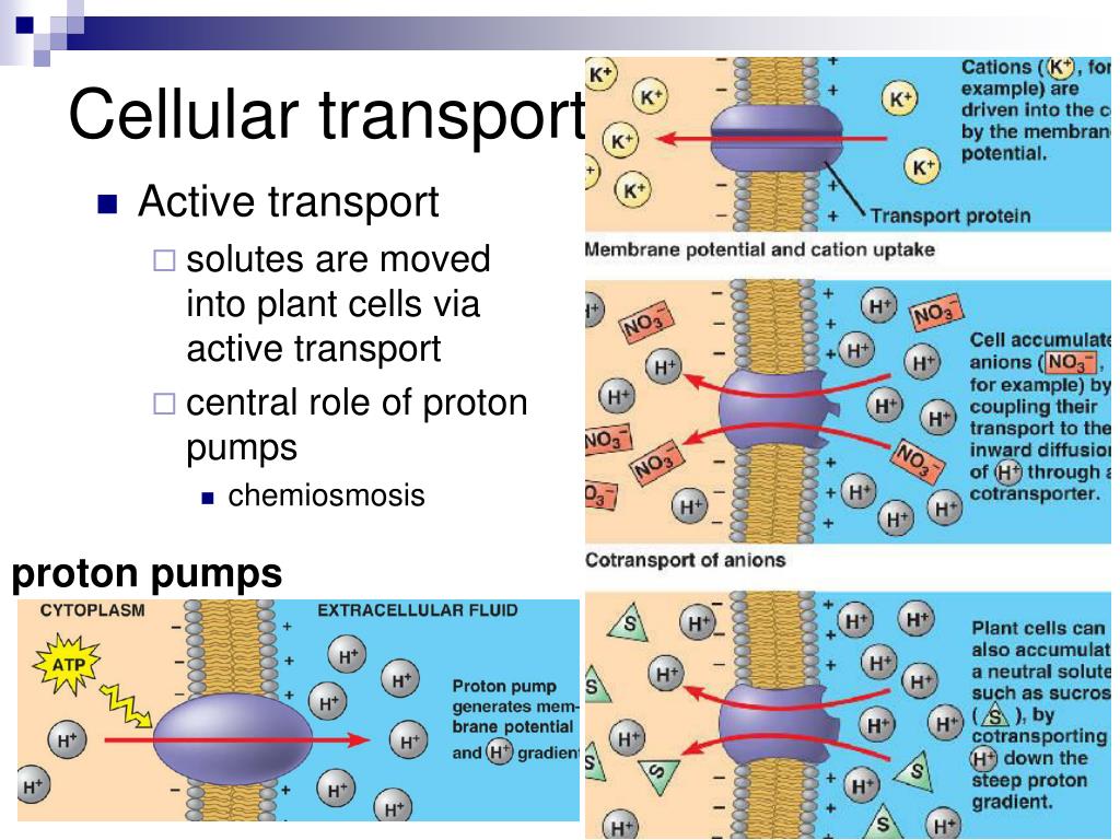 PPT Transport In Plants Chapter 36 PowerPoint Presentation ID 525546