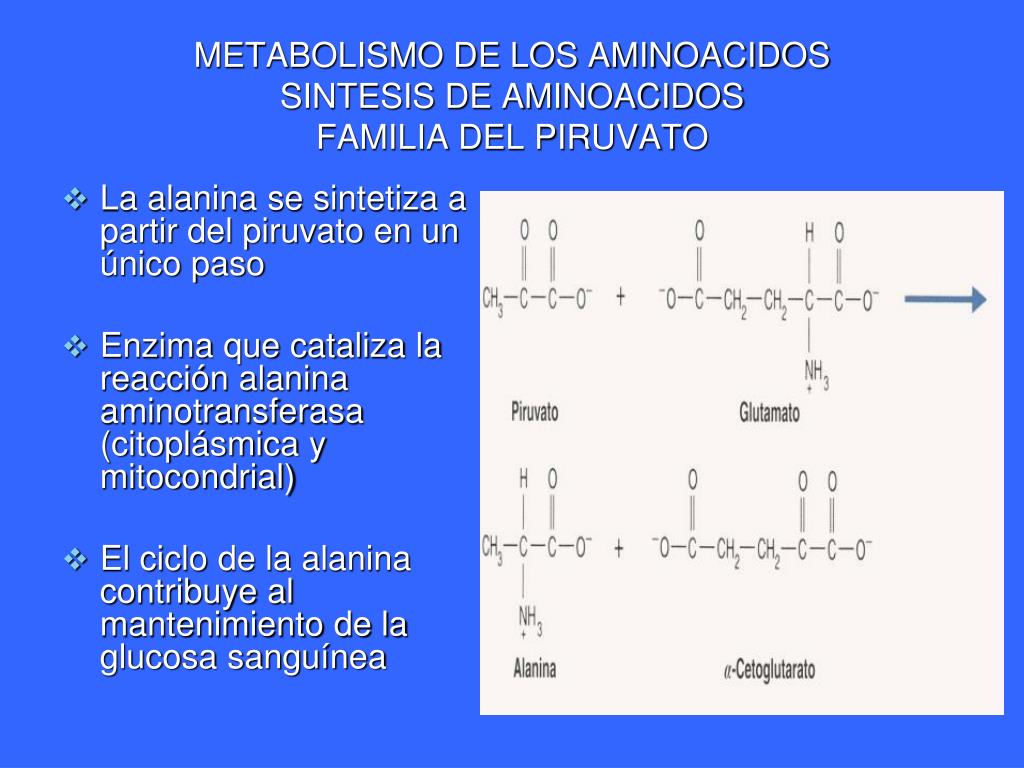PPT - METABOLISMO DE LOS AMINOACIDOS SINTESIS PowerPoint..