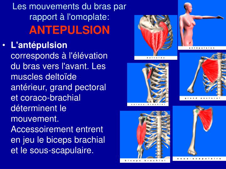 PPT - Les mouvements de l’épaule PowerPoint Presentation PPT - Les mouvements de l’épaule PowerPoint Presentation