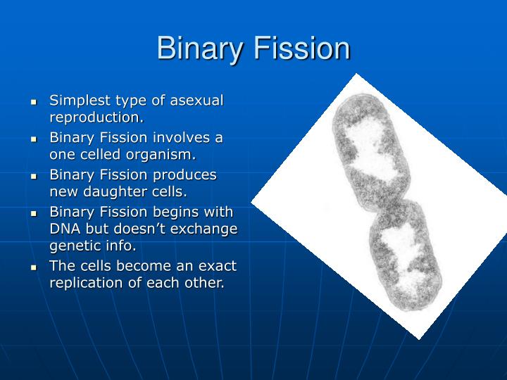 examples of binary fission examples of binary fission