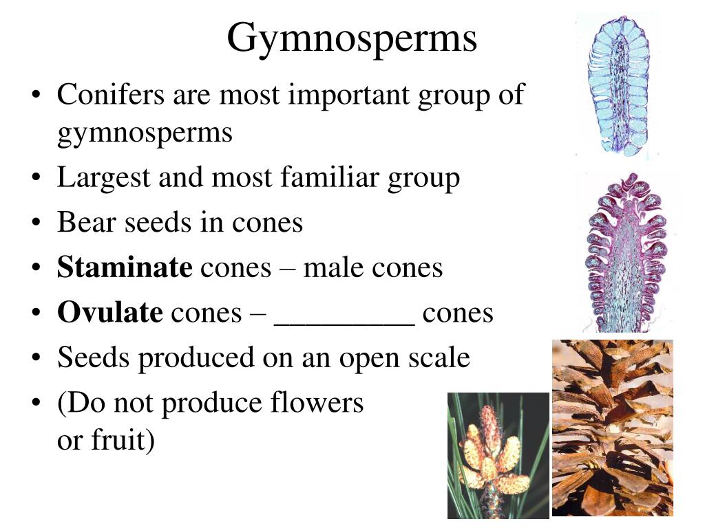PPT Gymnosperm Intro and evolution Life cycle and reproduction Uses