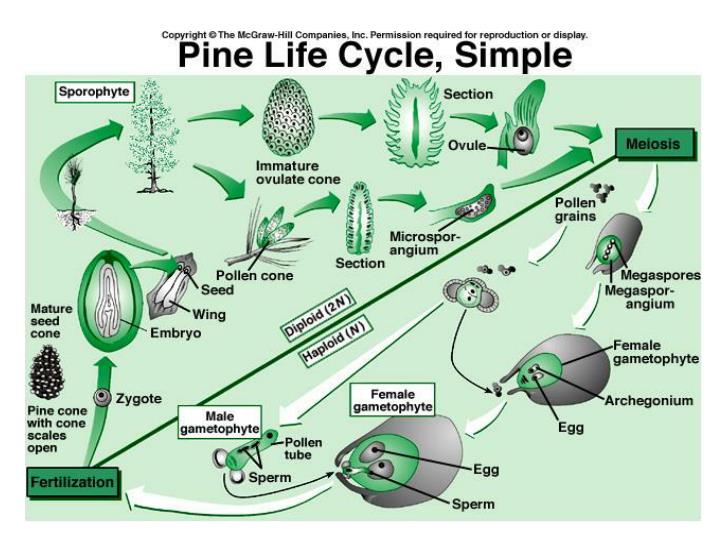 Evolution of flowering plants information
