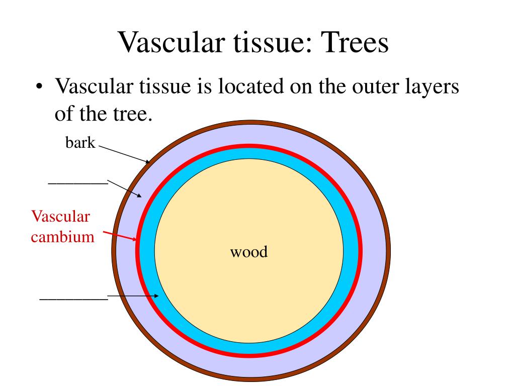 PPT Gymnosperm Intro and evolution Life cycle and reproduction Uses