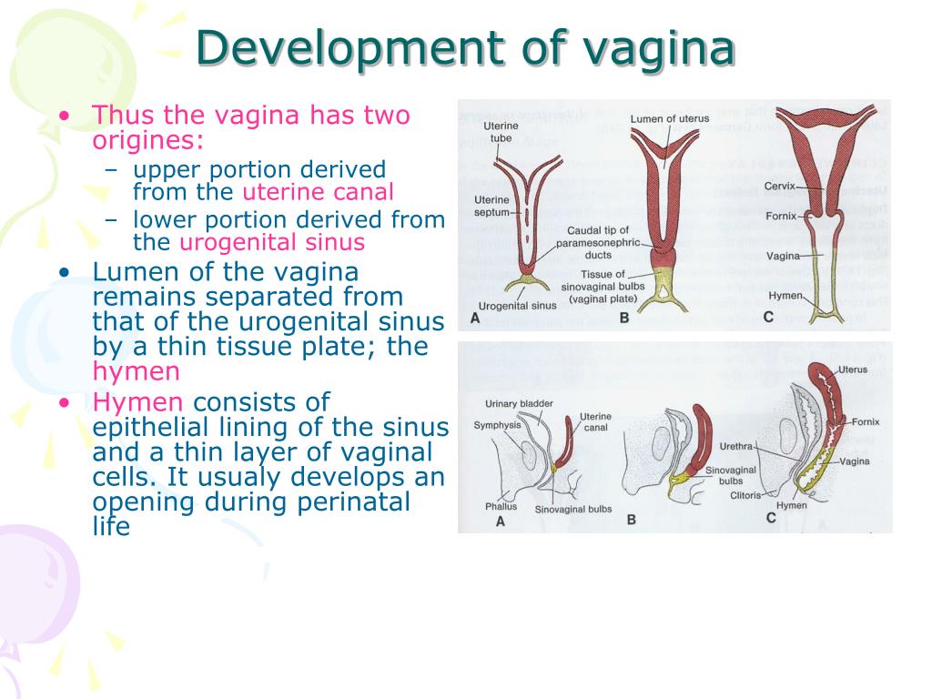 Vagina Development Pictures 60