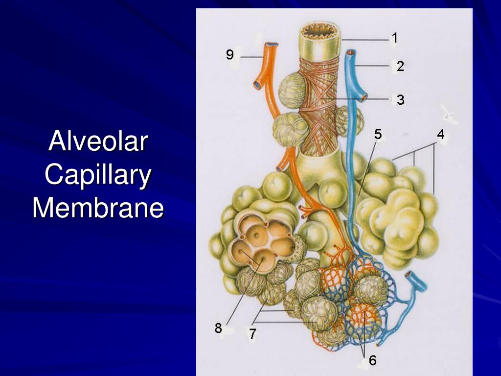 PPT Hemodynamic Monitoring for the Respiratory Therapist PowerPoint