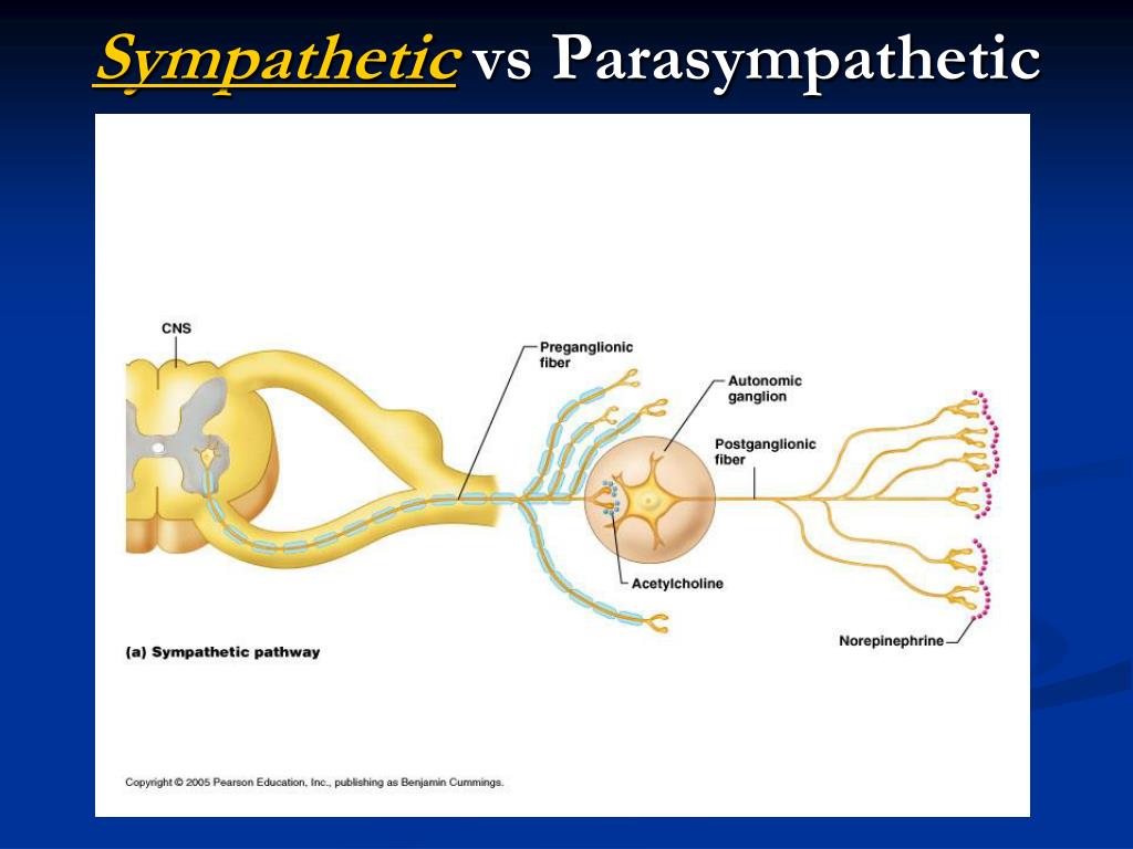 sympathetic parasympathetic The parasympathetic nervous system is a division of the autonomic nervous system this is a part of the autonomic nervous system that is responsible for the 'rest and digest' phase of the body the nerves of this system send fibers to cardiac muscles, smooth muscles, and to the glandular tissue. sympathetic parasympathetic The parasympathetic nervous system is a division of the autonomic nervous system this is a part of the autonomic nervous system that is responsible for the 'rest and digest' phase of the body the nerves of this system send fibers to cardiac muscles, smooth muscles, and to the glandular tissue.