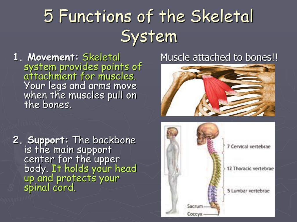 Ppt Skeletal System Powerpoint Presentation Id597183 9343