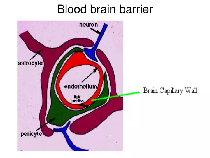 blood brain barrier essay blood brain barrier essay