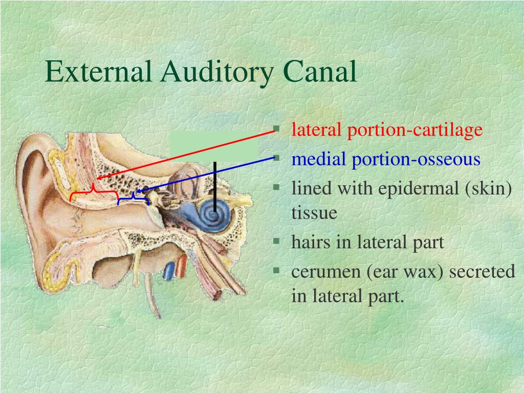 external auditory meatus bone