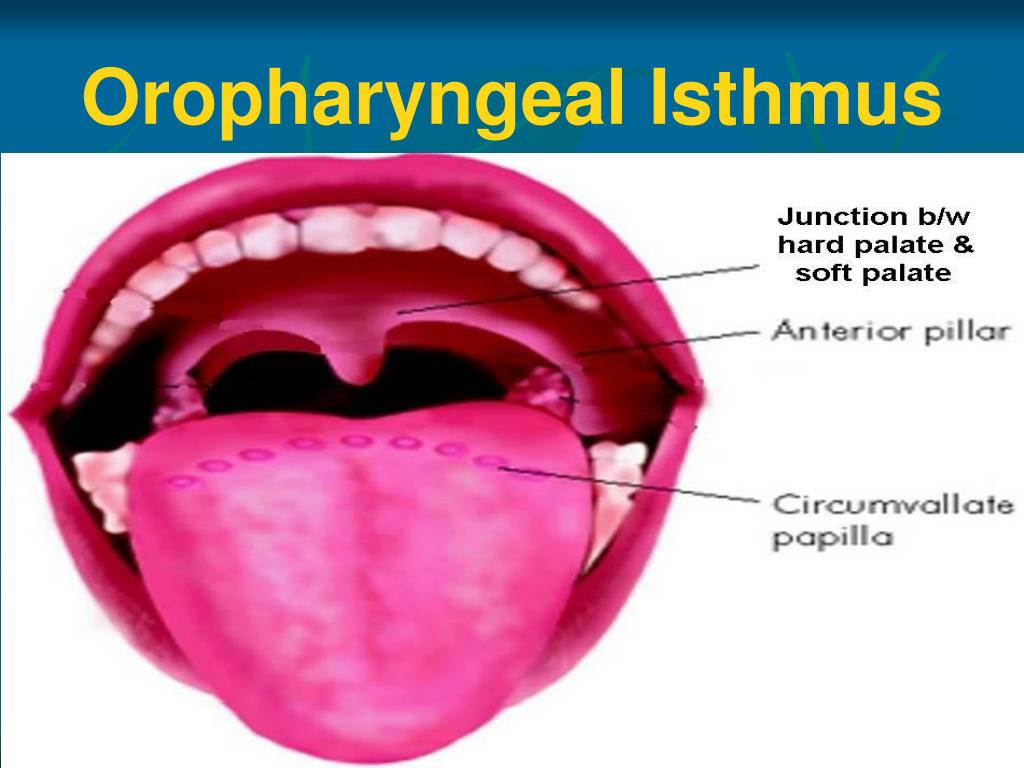 circumvallate papillae definition