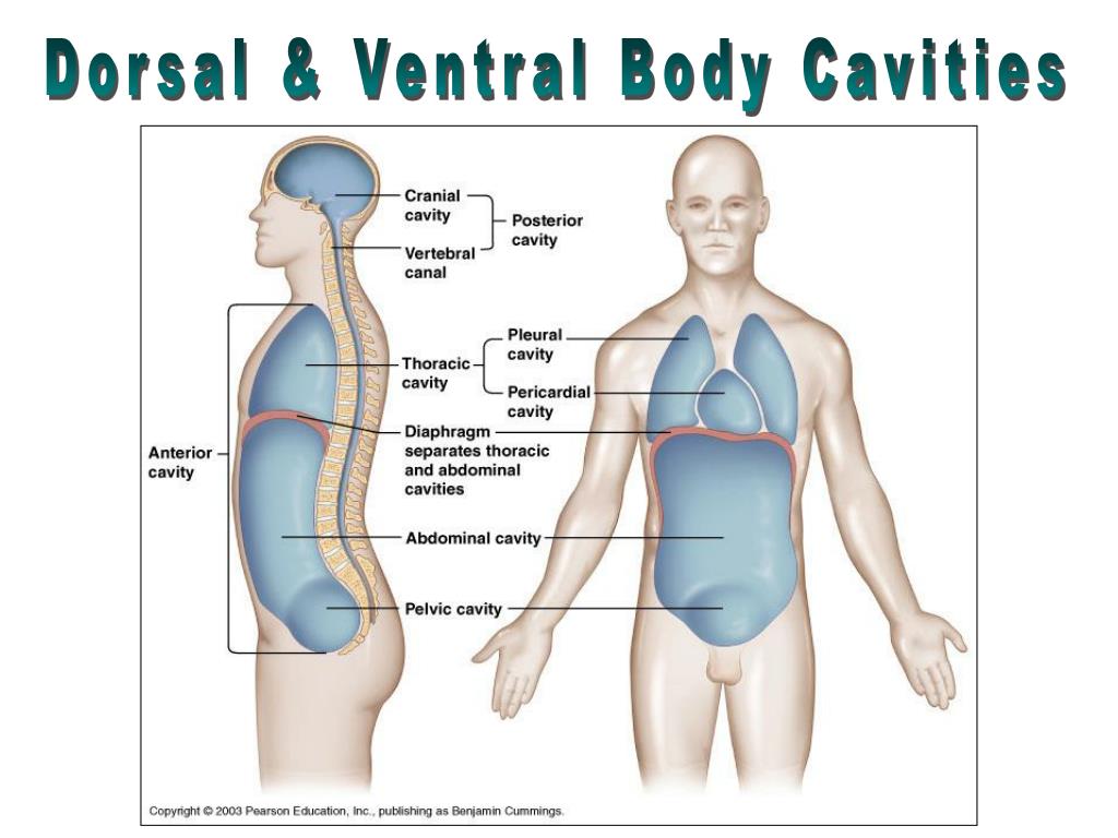 dorsal vs ventral blastoporal lip