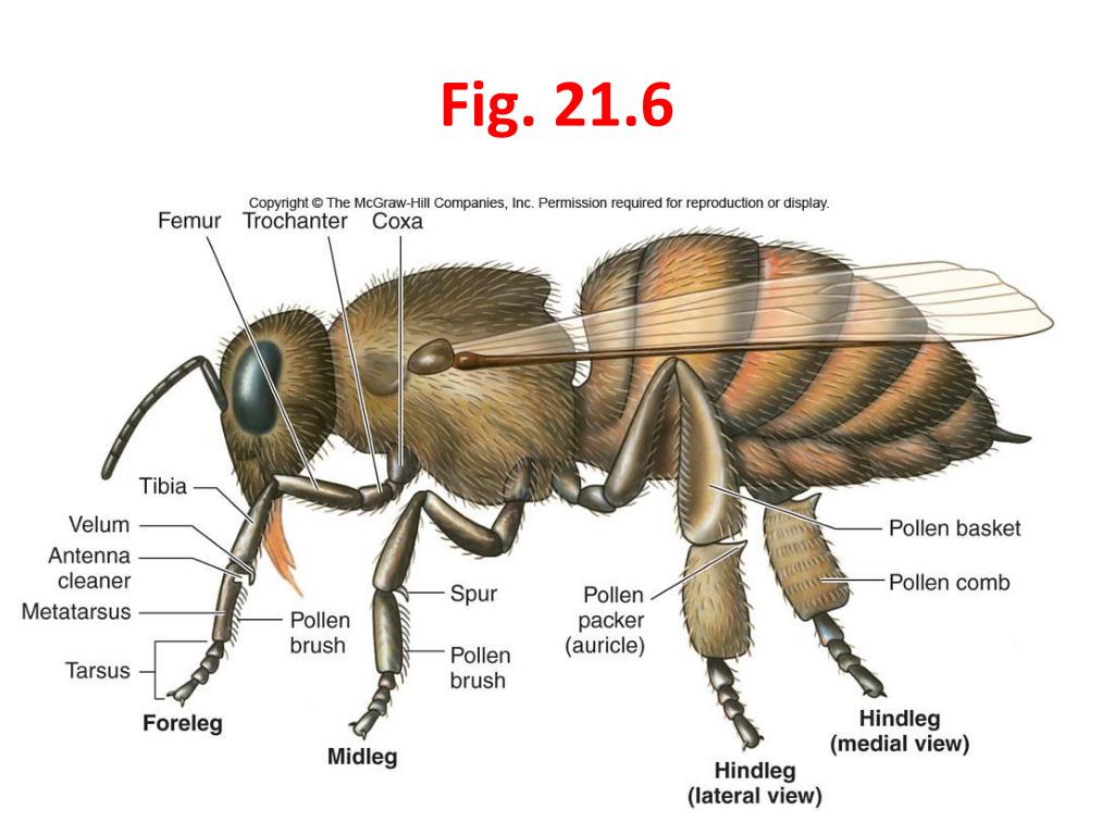PPT Subphylum Hexapoda Characteristics and Taxonomy PowerPoint