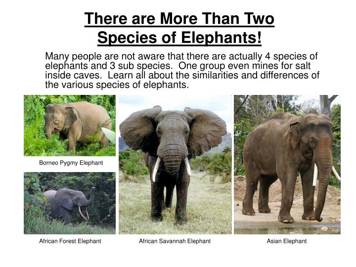 PPT - The Most Engaging Elephant Experience Outside of Africa or Asia