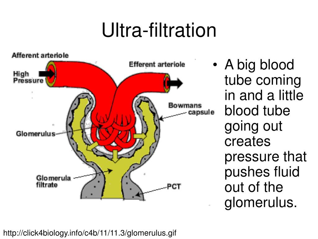 What Is Ultrafiltration A Level Biology At Pete Alvarez Blog what-is-ultrafiltration-a-level-biology-at-pete-alvarez-blog