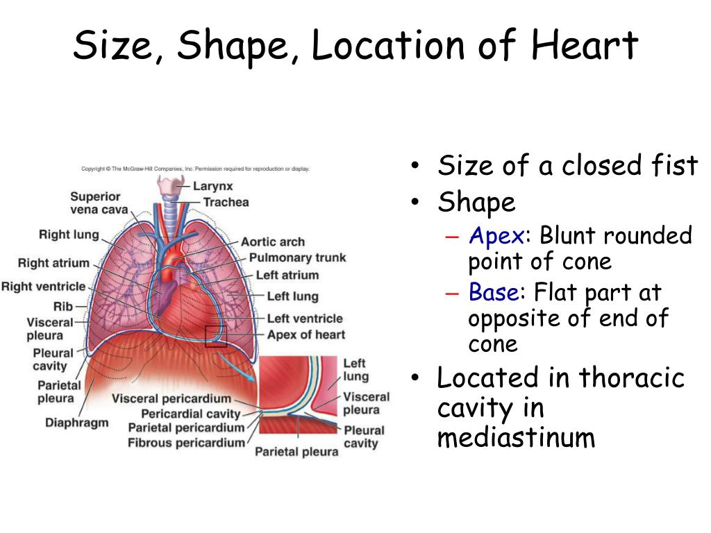 apex of heart apex of heart