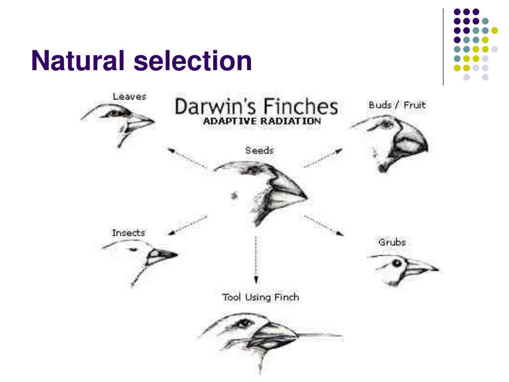 Darwin S Theory Of Natural Selection And Evolution Darwin S Theory Of Natural Selection And Evolution