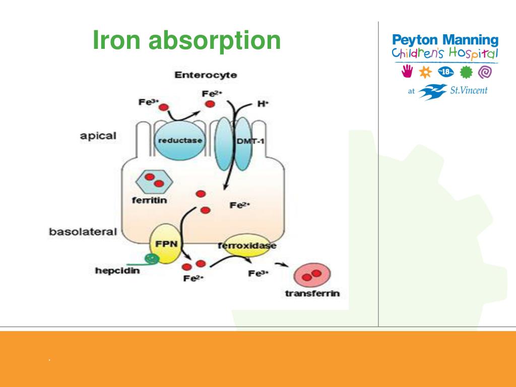 PPT Iron Deficiency Anemia PowerPoint Presentation ID710121