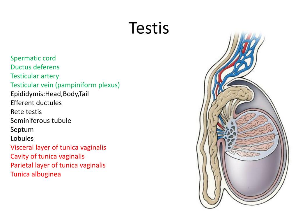 Vas deferens sperm blockage