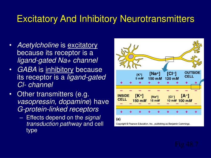 PPT Neurophysiology PowerPoint Presentation ID721948