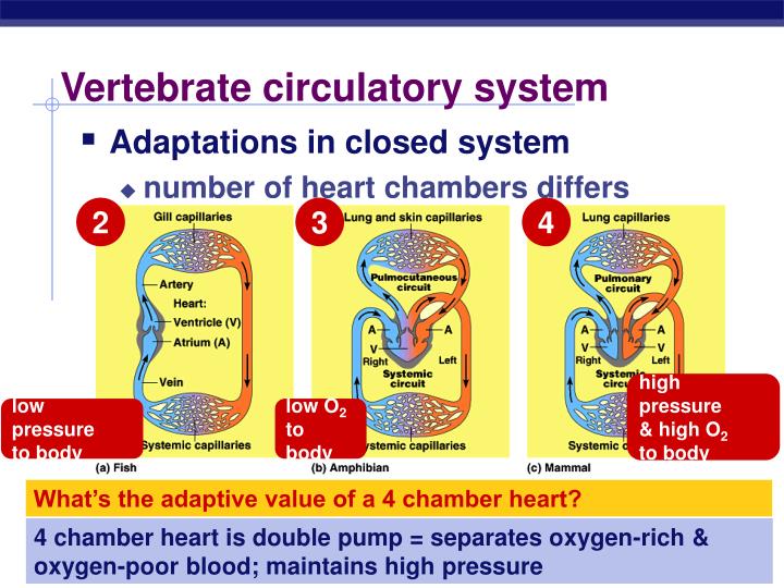 PPT - Circulatory Systems PowerPoint Presentation - ID:725024
