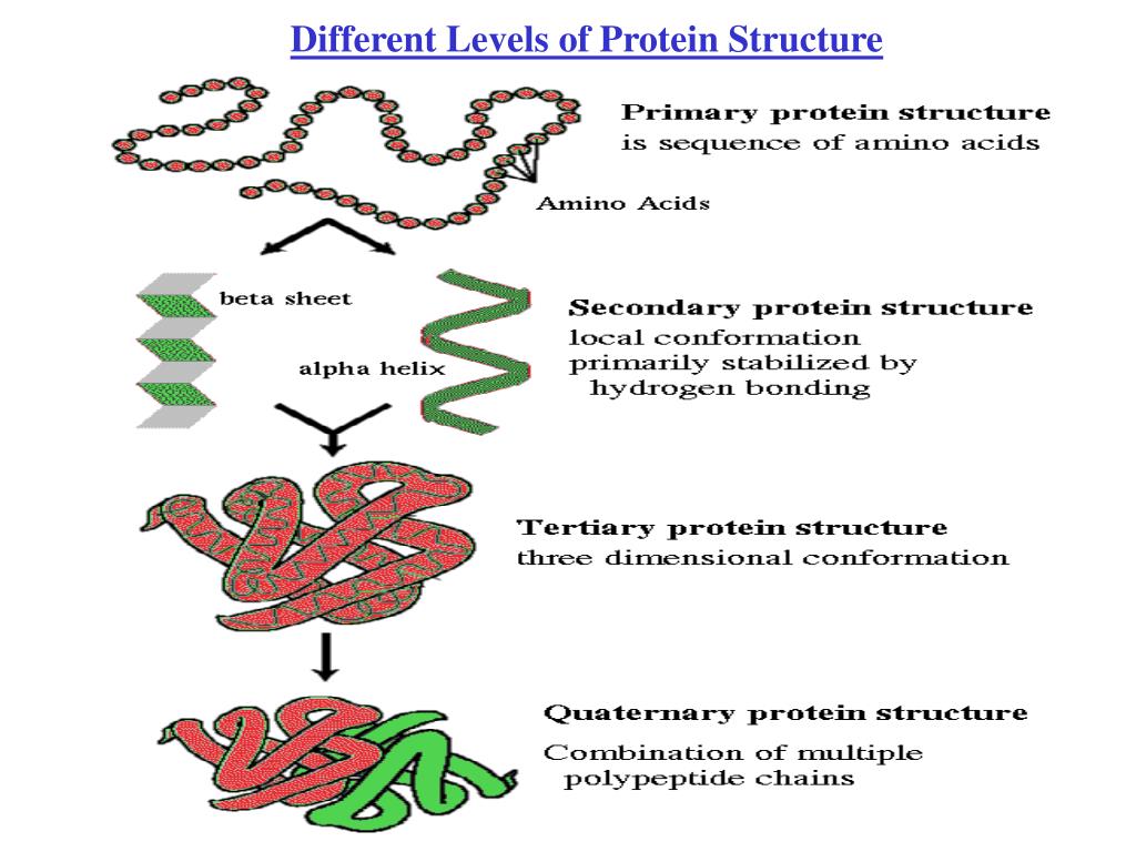 protein structure download free protein structure download free
