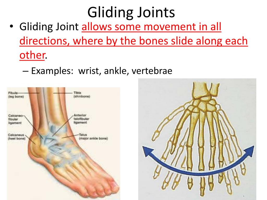 PPT - Human Biology Chapter 20 Support and Movement PowerPoint