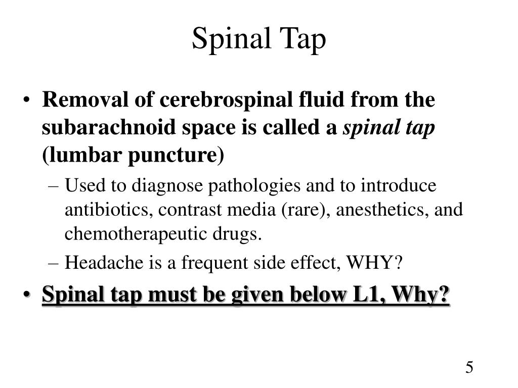 PPT - Chapter 13 Spinal Cord, Nerves and Reflexes PowerPoint