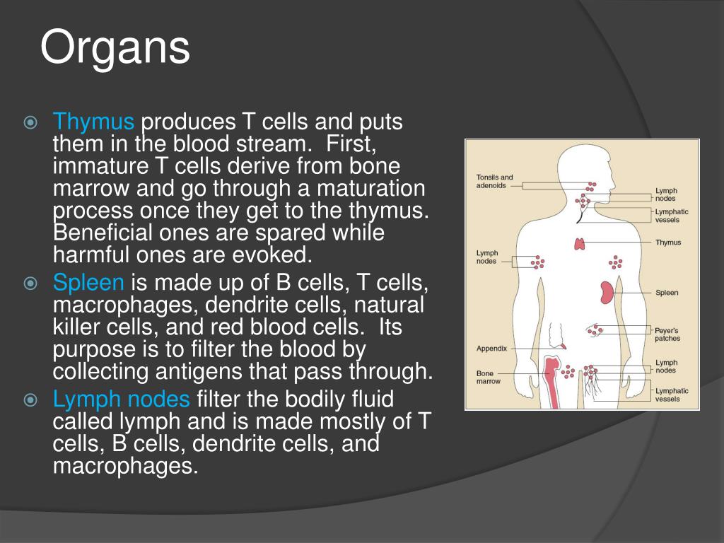 PPT - Human body systems PowerPoint Presentation - ID:759114