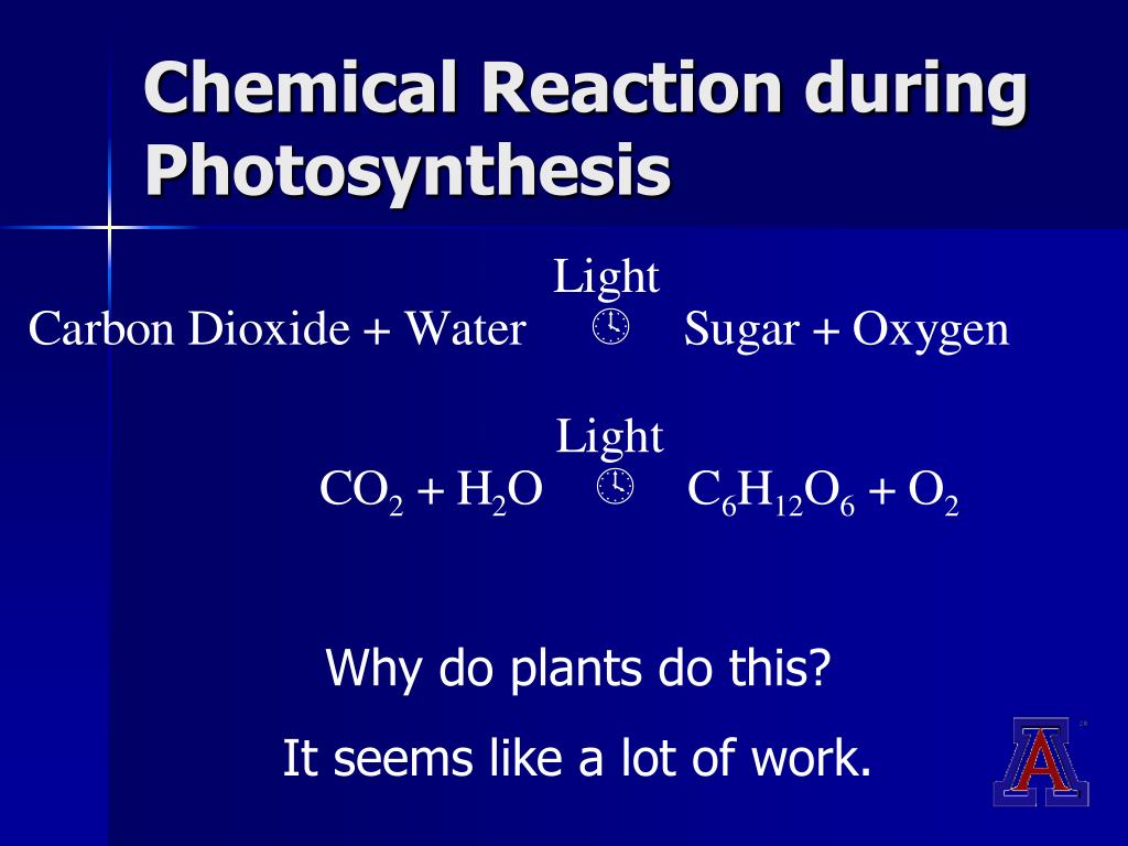 How does work photosynthesis How does work photosynthesis