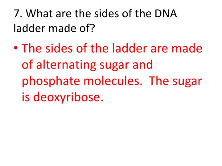 what-are-the-rungs-of-dna-made-of