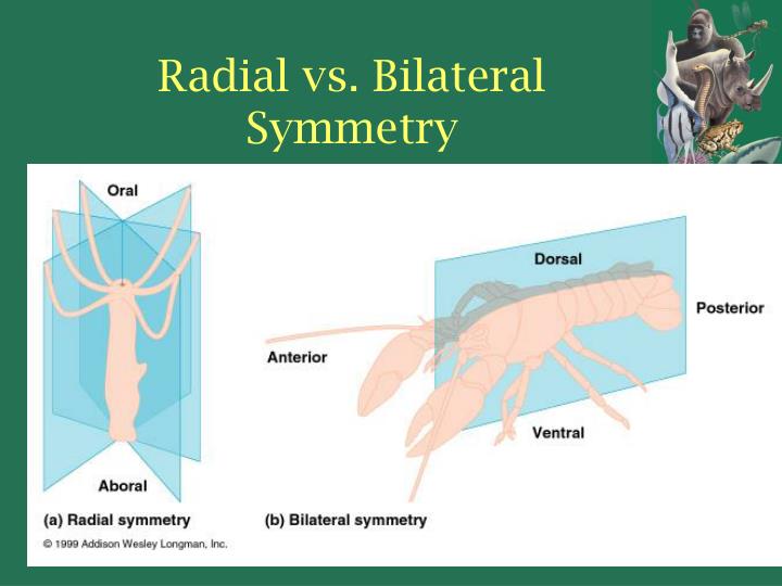 PPT - KINGDOM ANIMALIA General Characteristics Of Animals PowerPoint ...