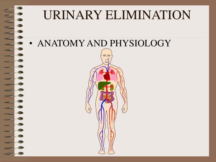 urinary elimination Bowel elimination elimination of bowel waste (defecation) is a basic human need and is essential for normal body function normal bowel elimination depends on several factors: a balanced diet, including high-fiber foods a daily fluid intake of 2000-3000 and activity to promote muscle tone and peristalsis. urinary elimination Bowel elimination elimination of bowel waste (defecation) is a basic human need and is essential for normal body function normal bowel elimination depends on several factors: a balanced diet, including high-fiber foods a daily fluid intake of 2000-3000 and activity to promote muscle tone and peristalsis.