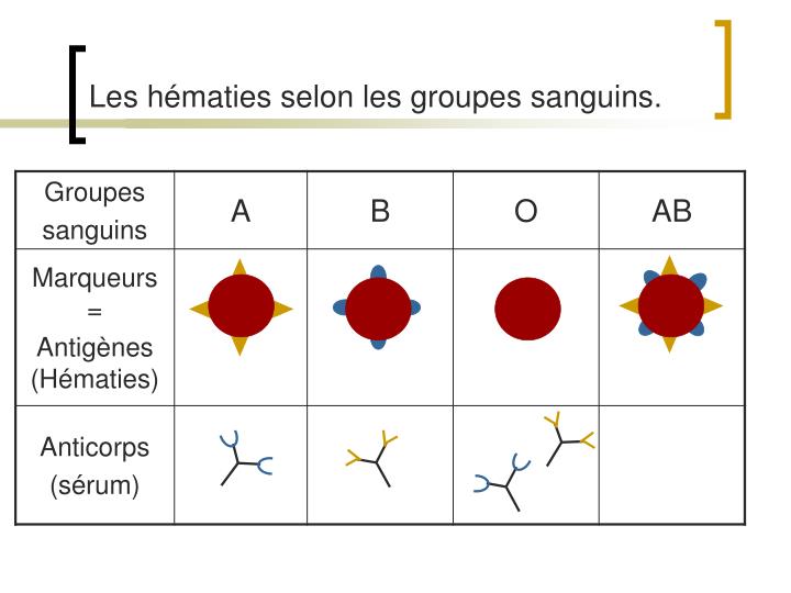 PPT - Les Groupes Sanguins. PowerPoint Presentation - ID:833193