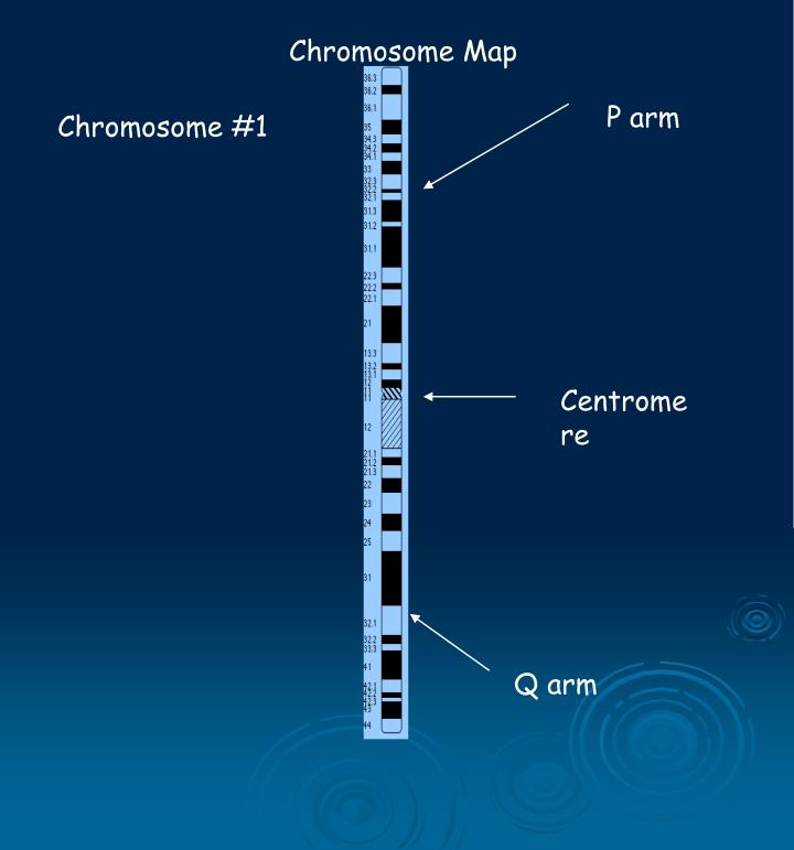 Ppt Chromosomes Powerpoint Presentation Id 838339