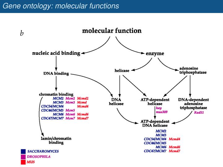 help function gene ontology help function gene ontology