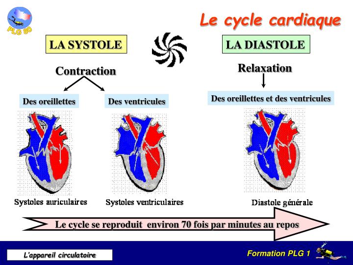 Ppt Lappareil Circulatoire Powerpoint Presentation Id