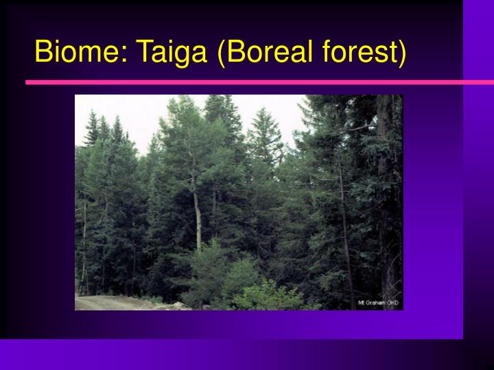 boreal forest biome boreal forest biome