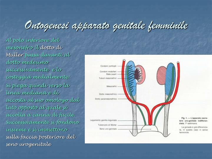 Ppt Ontogenesi Apparato Genitale Femminile Powerpoint Presentation Id867662 6407