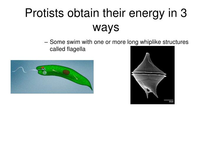 PPT Singlecelled organisms have all the characteristics of living