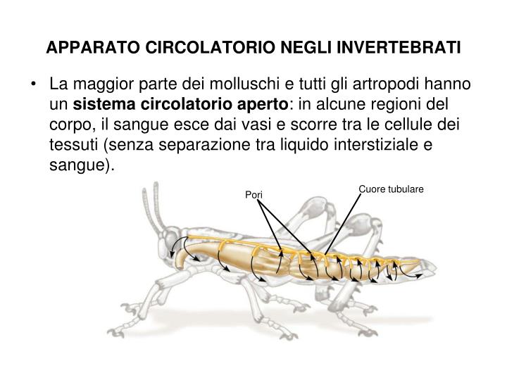 Gocce in un occhio da parassiti della persona