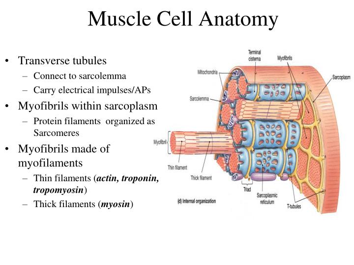PPT - THE MUSCULAR SYSTEM: SKELETAL MUSCLE TISSUE AND MUSCLE