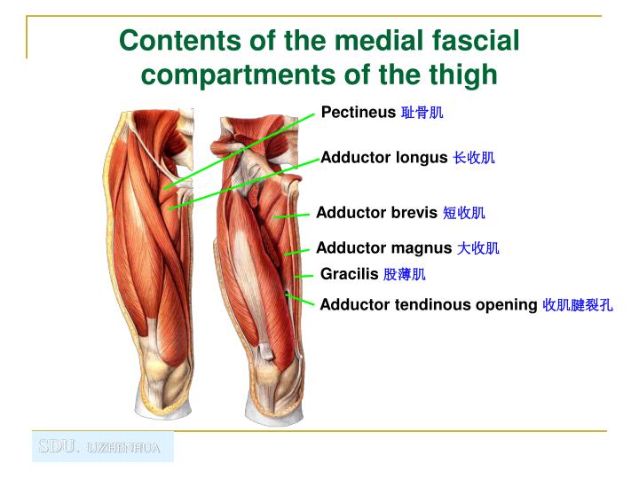 fascial compartments of leg thigh