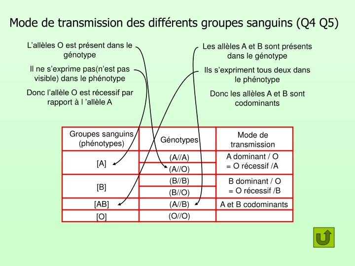 PPT - Correction Des TP De Génétique PowerPoint Presentation - ID:911176